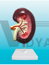 The dissection model of kidney